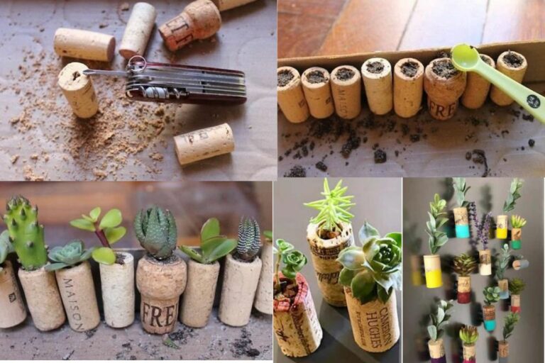 Como Plantar Suculentas em Rolhas Surpreenda-se!