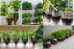 Descubra Como Fazer Horta com Garrafa PET