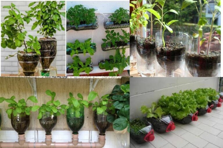Descubra Como Fazer Horta com Garrafa PET